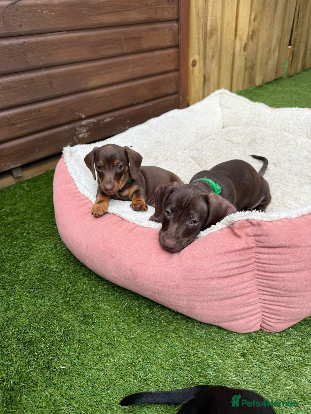 Miniature Dachshund dogs for sale: Miniature Dachshund Puppies - Advert 8