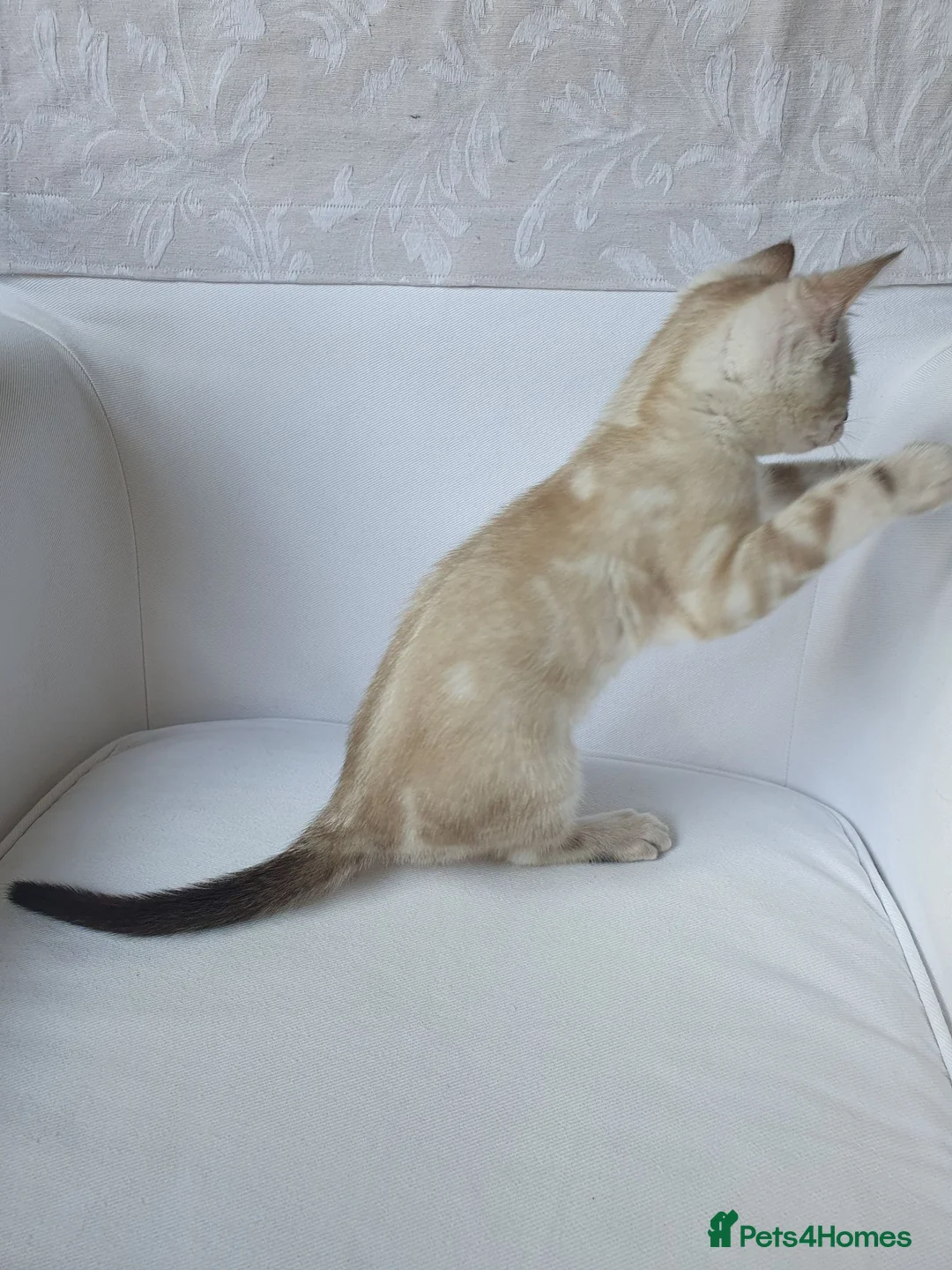 Bengal cats for sale: Pure Bengal breed - 3 girls left  - Advert 2