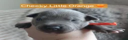 Staffordshire Bull Terrier dogs for sale: Blue and White staffy pups for sale in Salford - Advert 33