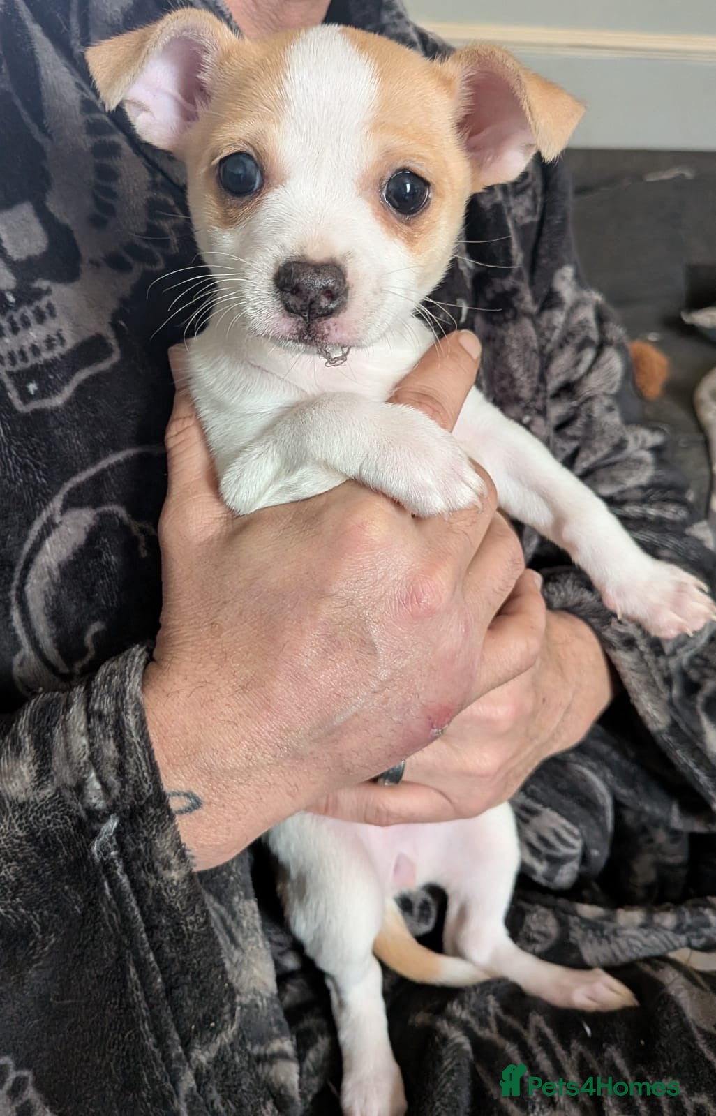 Mixed Breed dogs Beautiful female puppy - Advert 18