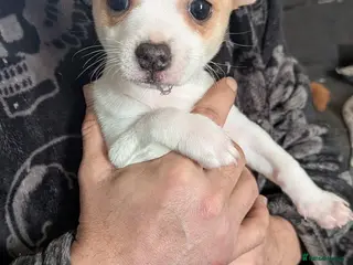 Mixed Breed dogs Beautiful female puppy - Advert 4