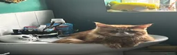 Maine Coon cats for sale: Maincoon/ forest cat  - Advert 9