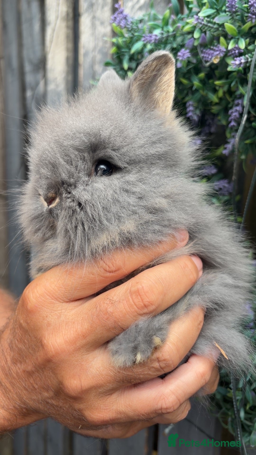 Lionhead rabbits Fluffy double mane lion head rabbits for sale  - Advert 8