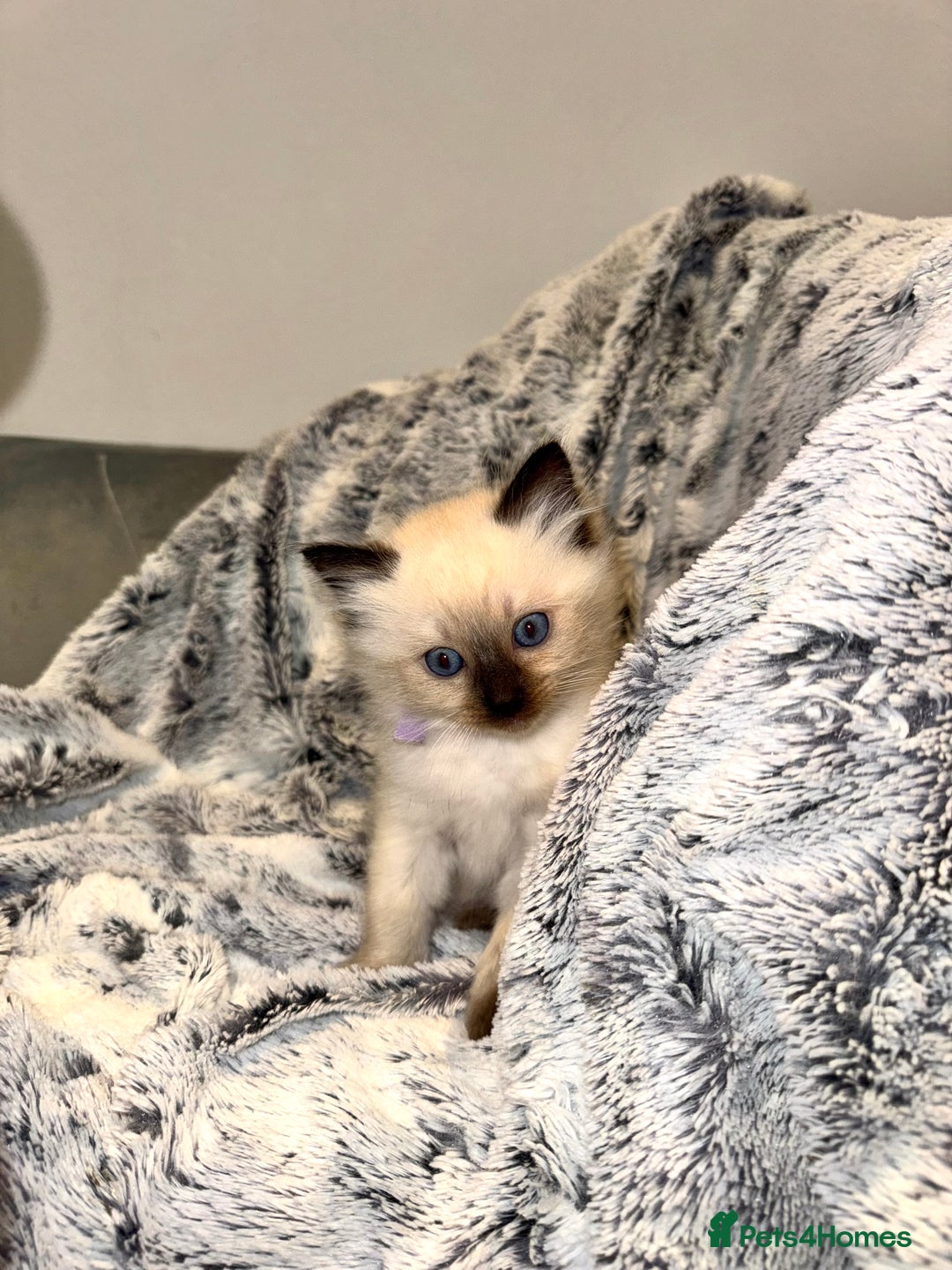 Ragdoll cats for sale: Black point Ragdoll Kittens🖤 - Advert 8