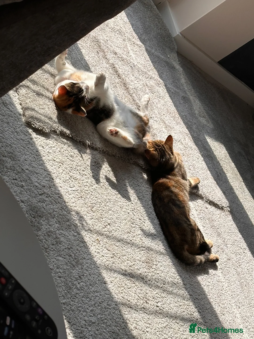 British Shorthair cats for sale: Two British shorthair cats - Advert 5