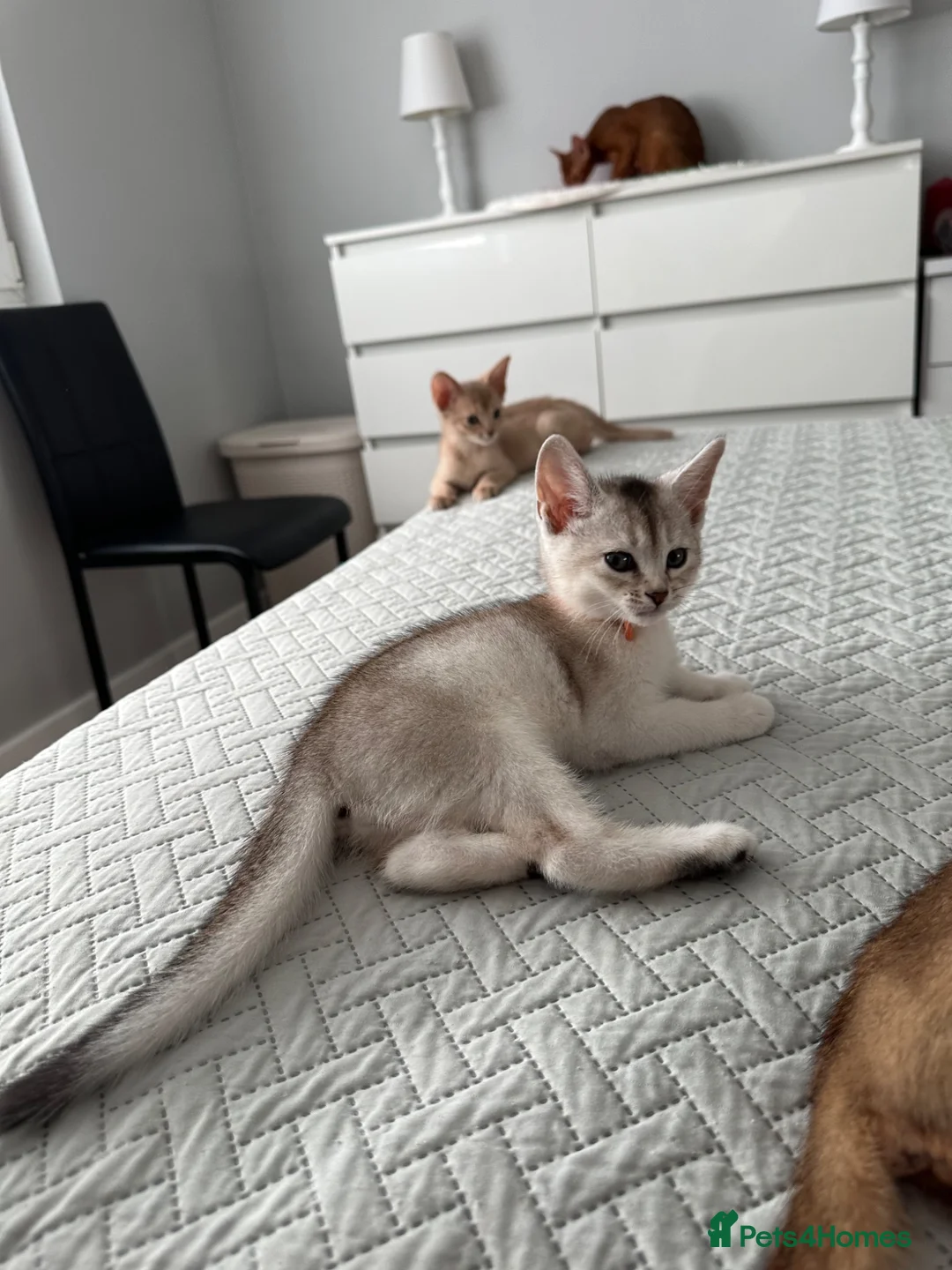 Abyssinian cats for sale: Silver Abyssinian kittens  - Advert 2