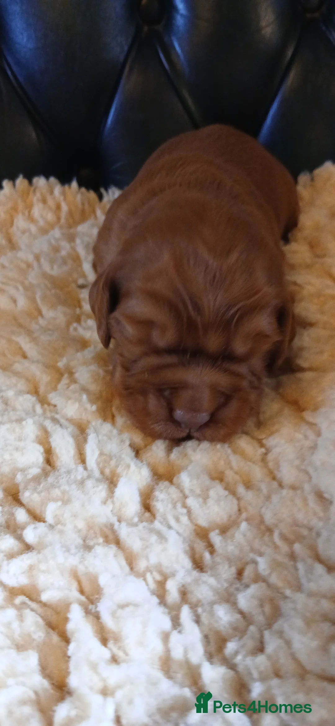 Cocker Spaniel dogs for sale: Kc Reg Health tested working Cocker spaniels  - Advert 11