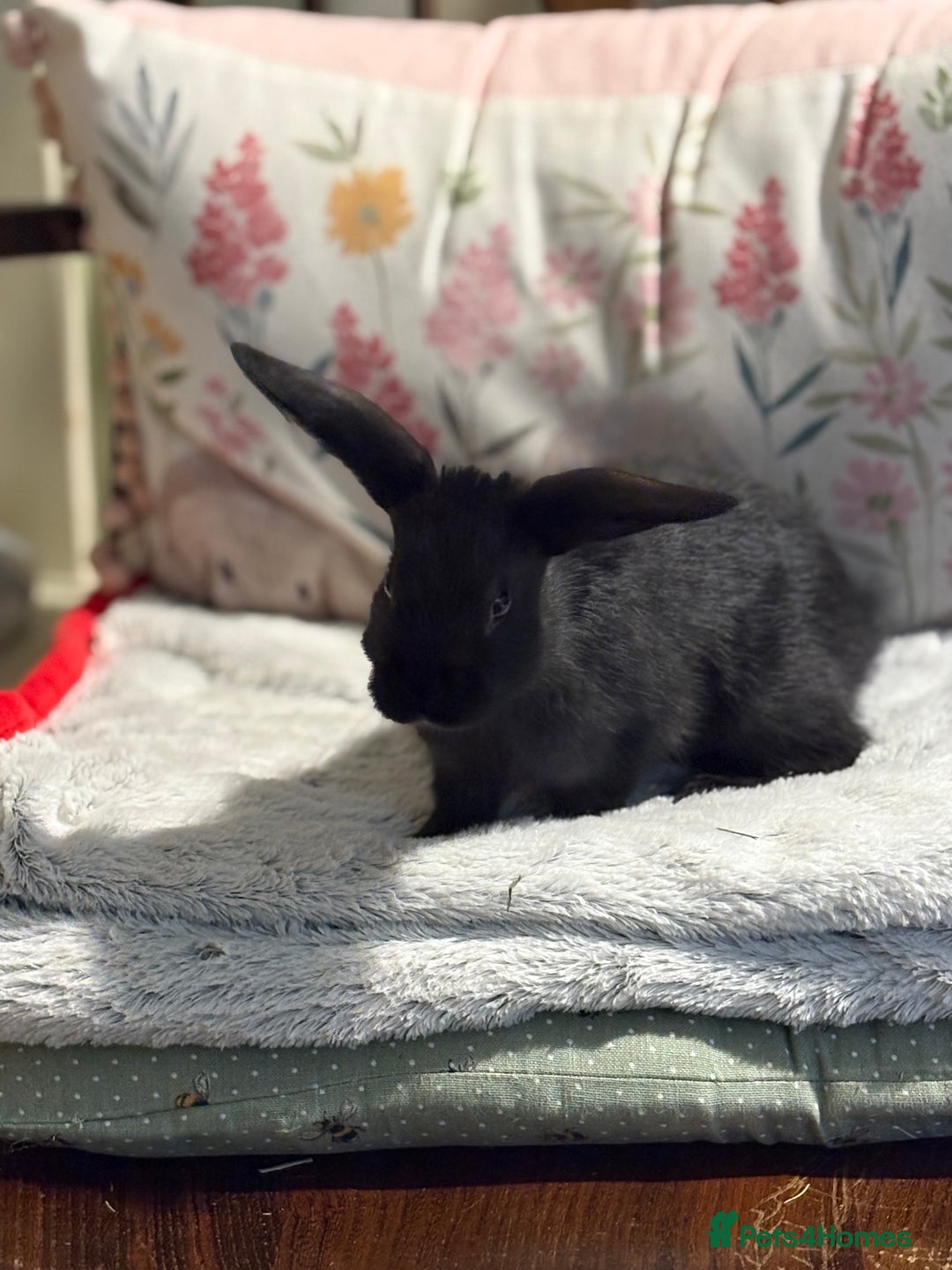 Mini Lop rabbits for sale: Vaccinated/raised indoors, mini lops and lion lop  - Advert 26