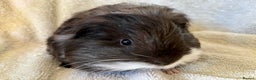 Guinea Pig rodents for sale: Young Sheltie Pets - Advert 5