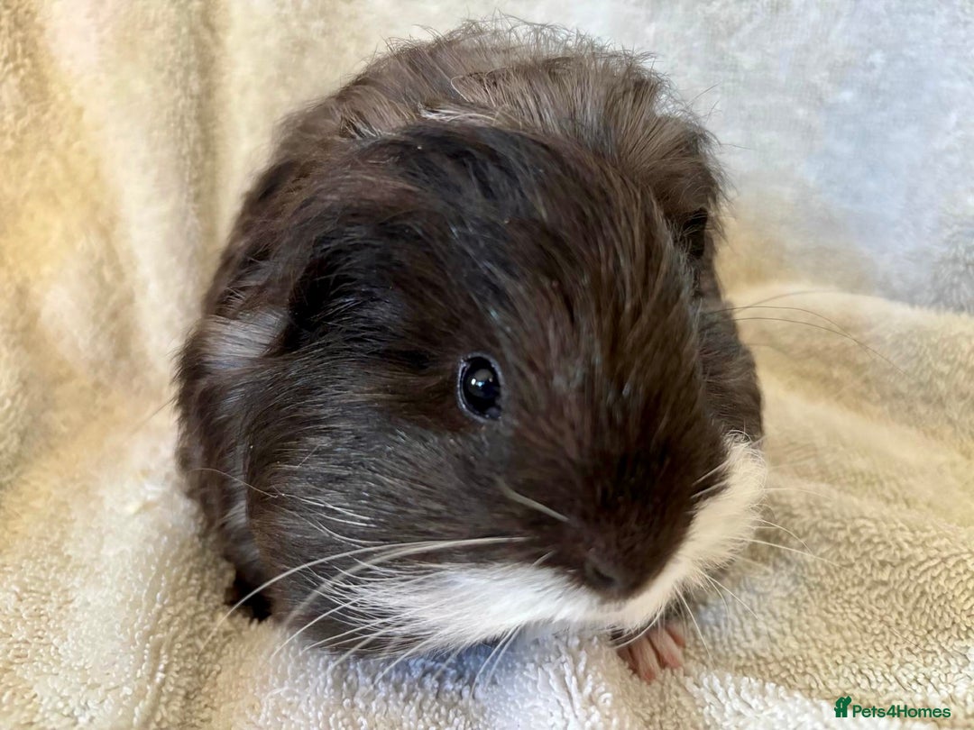 Guinea Pig rodents for sale: Young Sheltie Pets - Advert 5