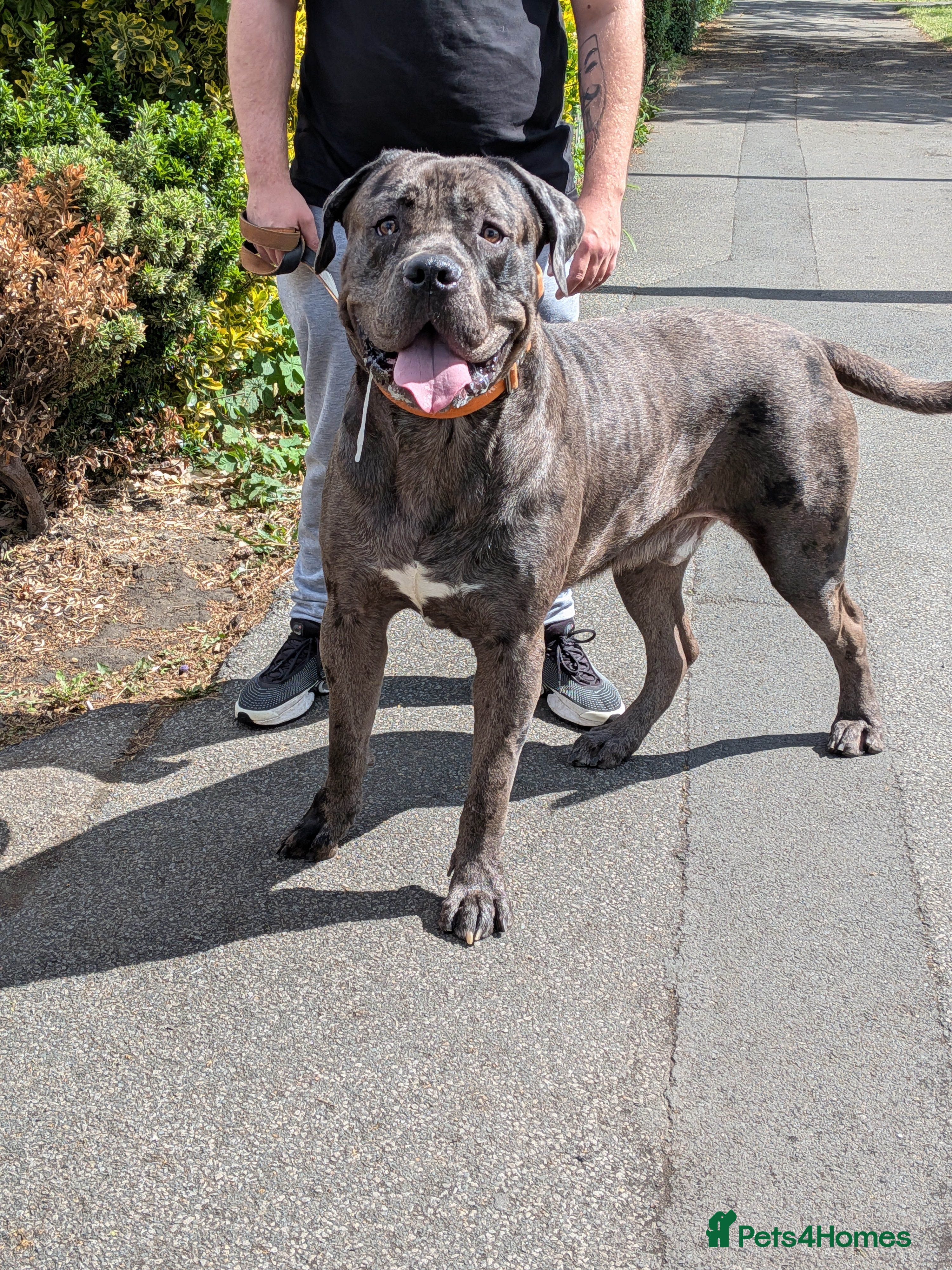 Cane Corso dogs ✨ STUD ✨ - Advert 1