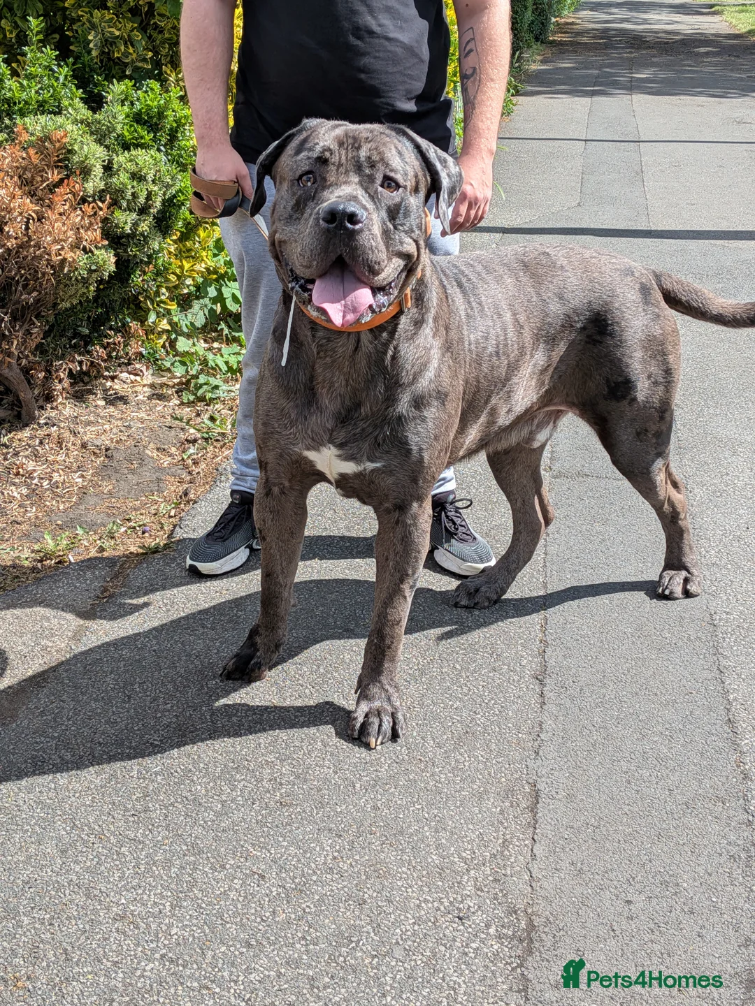 Cane Corso dogs for stud: ✨ STUD ✨ - Advert 1