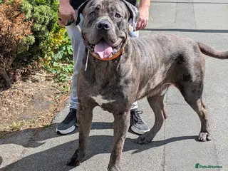 Cane Corso dogs ✨ STUD ✨ - Advert 1