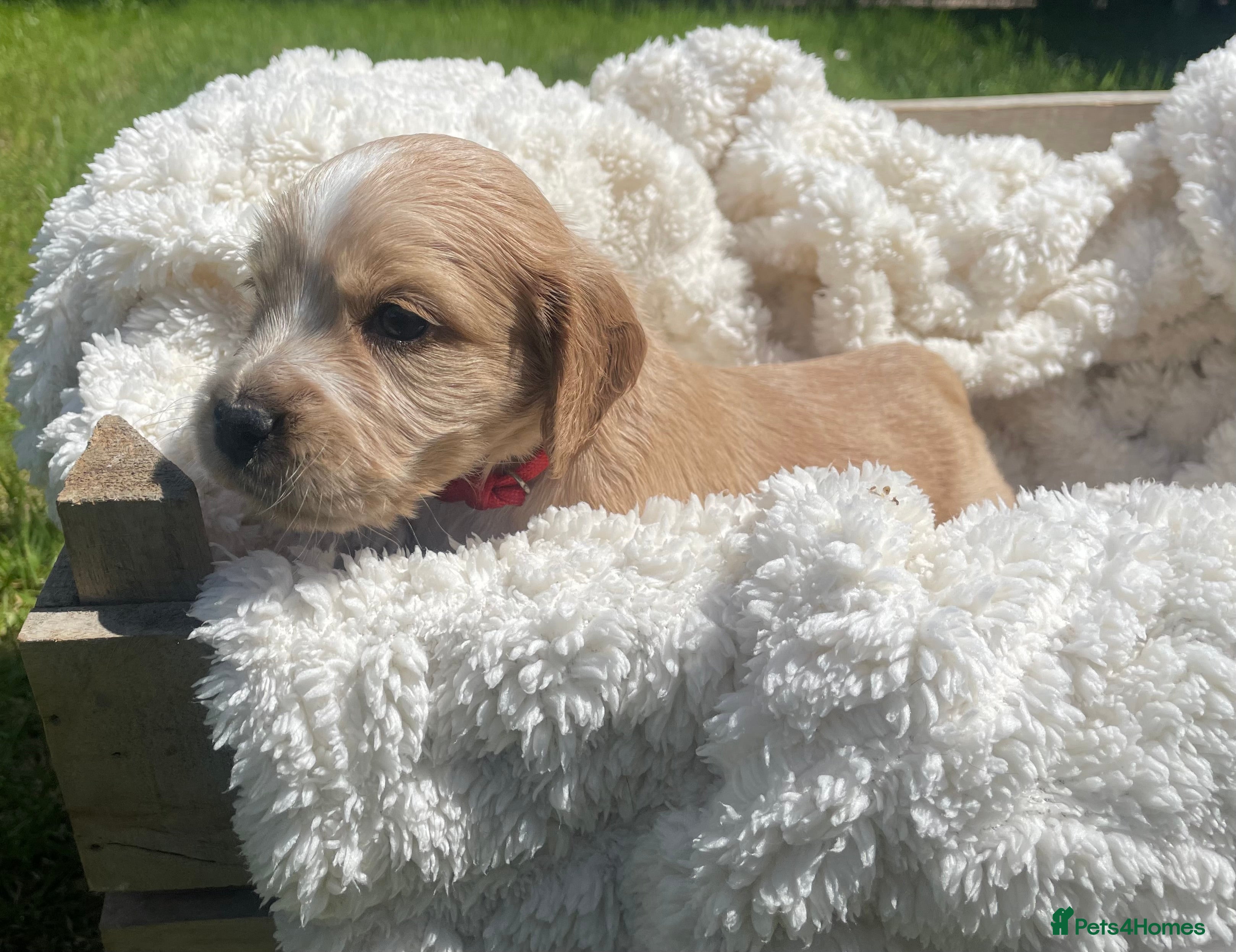 Cockapoo dogs for sale: Stunning F1b Cockapoo puppies - Advert 23