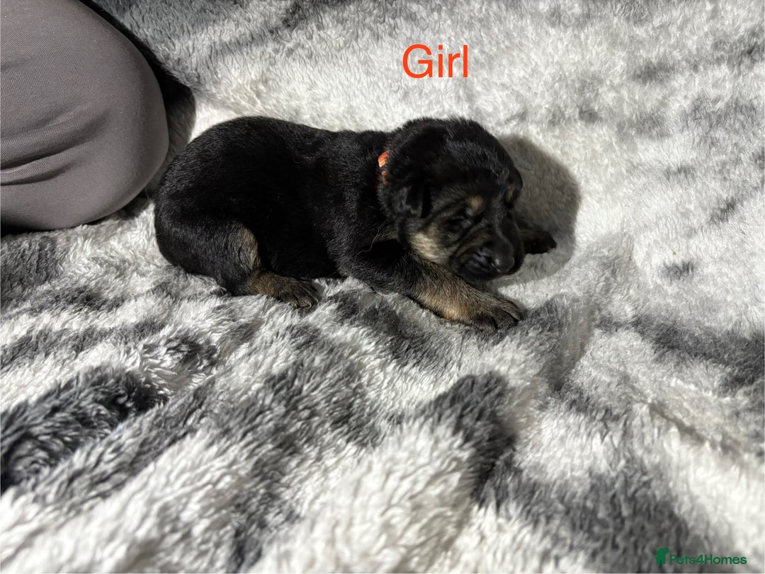 German Shepherd dogs for sale: Beautiful German Shepard puppies  - Advert 6