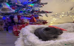 British Shorthair cats for sale: British short hair - Advert 16