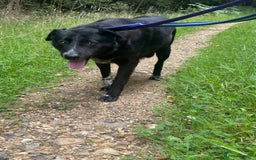 Labrador Retriever dogs for adoption: Pepper - Norwich Norfolk  - Image 6