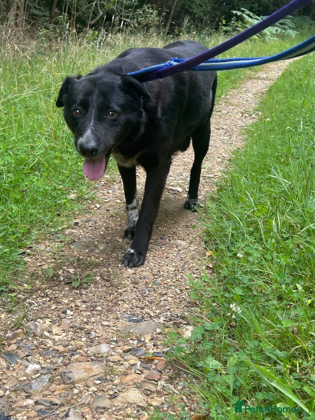 Labrador Retriever dogs for adoption: Pepper - Norwich Norfolk  - Image 6