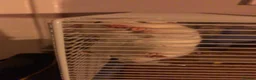 Hamster rodents for sale: Syrian hamster with cage - Alfredo - Advert 3