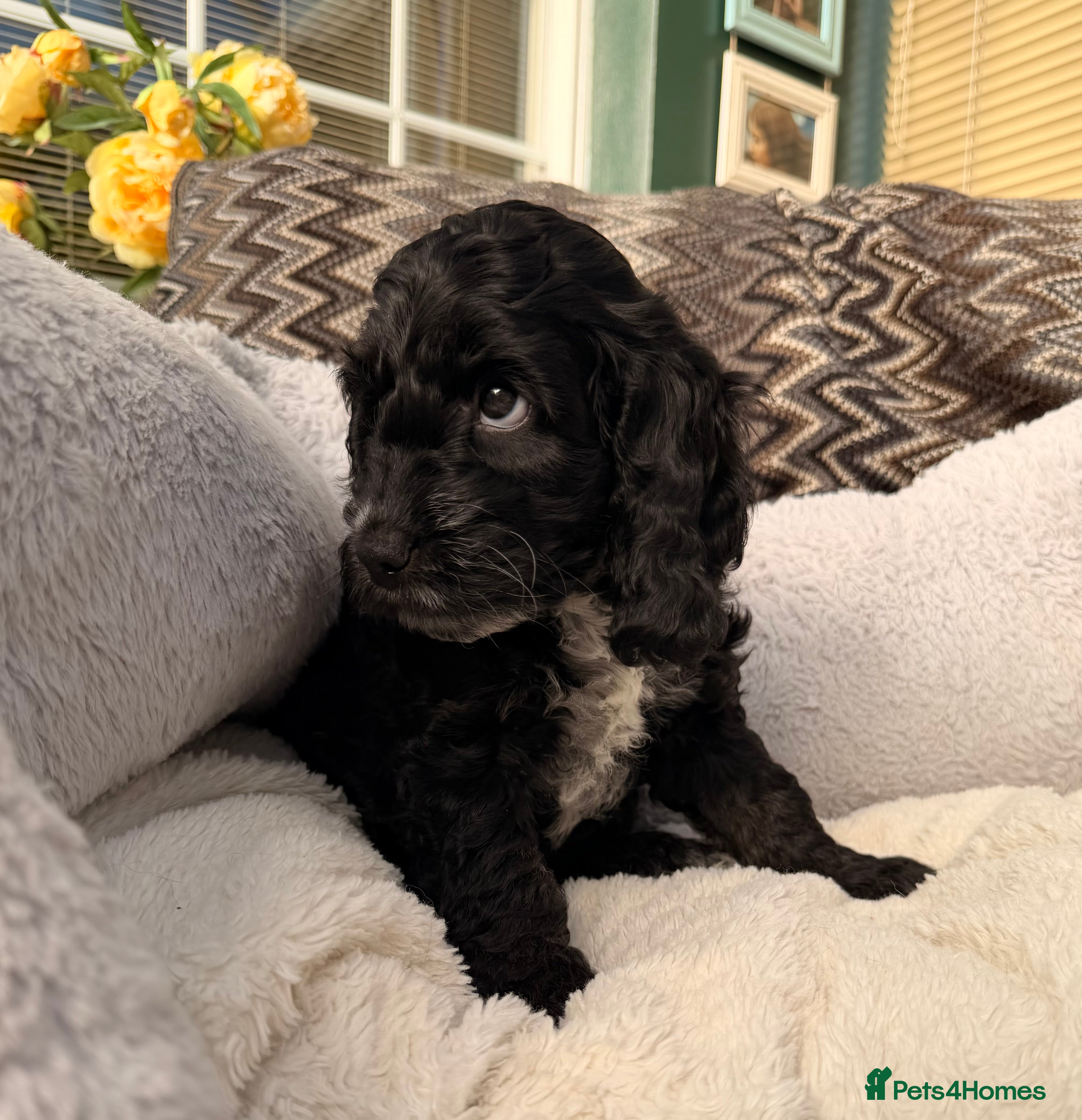 Cockapoo dogs F1 Cockapoo Puppies - Advert 17