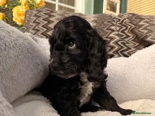 Cockapoo dogs F1 Cockapoo Puppies - Advert 17