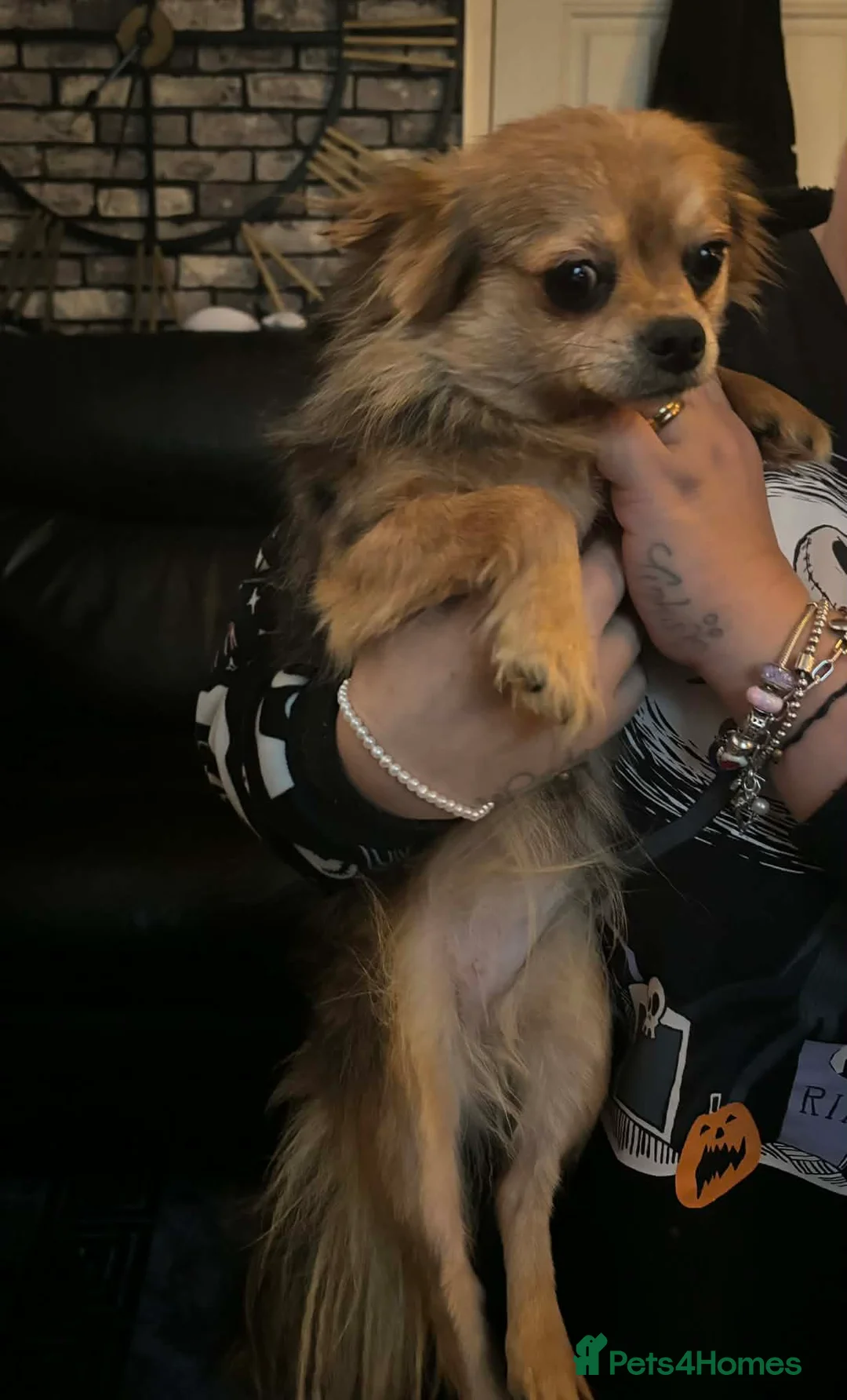 Chihuahua dogs for sale: Beautiful Female Merle Chihuahua  - Advert 4