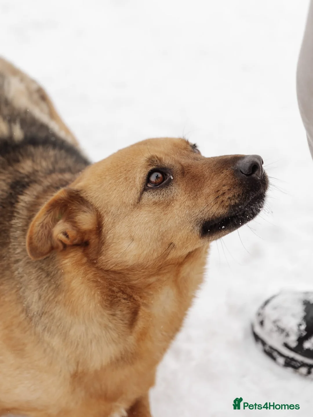 Mixed Breed dogs for adoption: ❤️Varya❤️3 yo girl full of energy, joy,&curiosity. - Advert 18