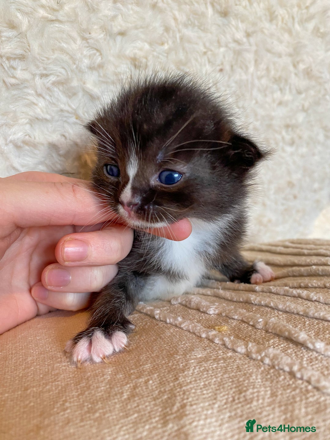 Ragdoll cats for sale: Ragdoll x kittens  - Image 2