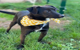 Mixed Breed dogs for adoption: 🐶💖 MOLLY 💖🐶 - Image 9