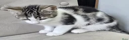 Mixed Breed cats for sale: X4 lovely kittens looking for there forever homes in Witham - Advert 9
