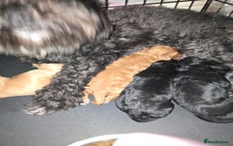 Lhasapoo dogs for sale: Beautiful lhasapoo puppies  - Image 6