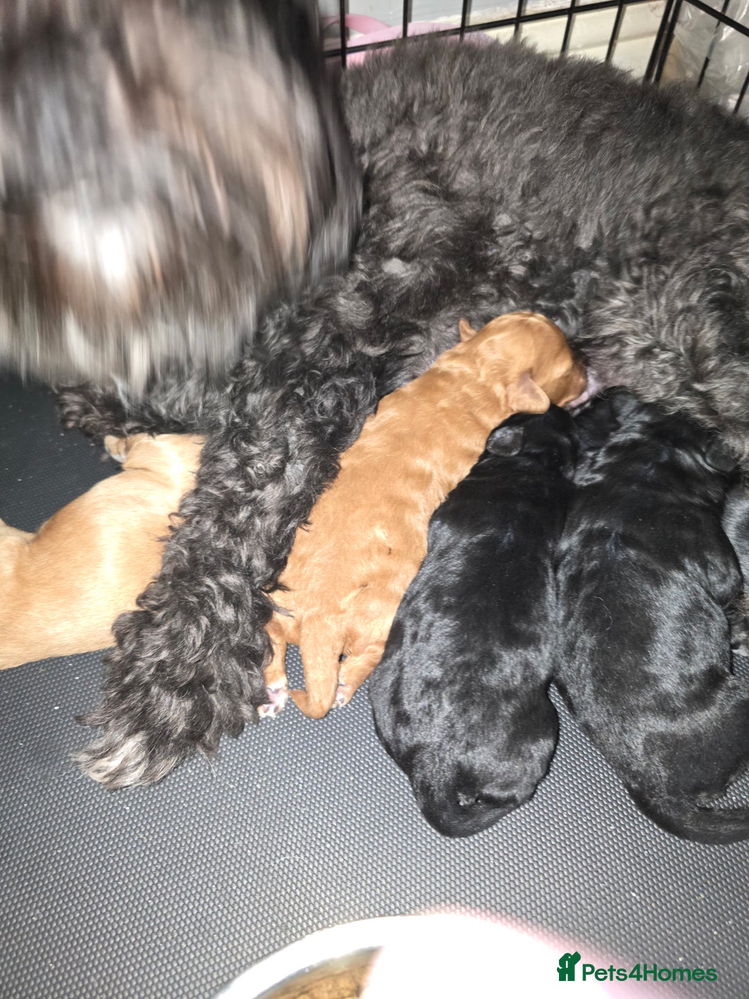 Lhasapoo dogs for sale: Beautiful lhasapoo puppies  - Image 6