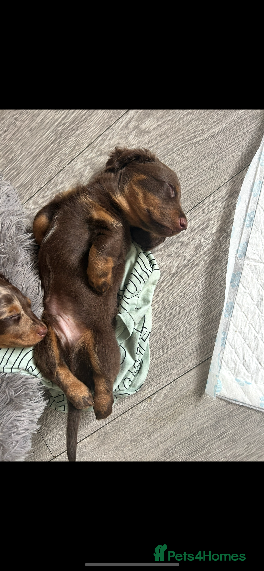 Dachshund dogs for sale: Dachshund puppies  - Image 10