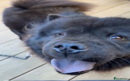 Chow Chow dogs for sale: Loving Chow Chow - Image 3