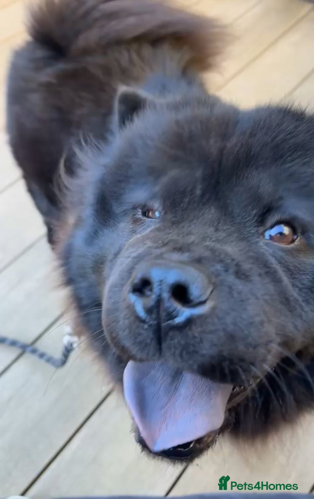 Chow Chow dogs for sale: Loving Chow Chow - Image 3