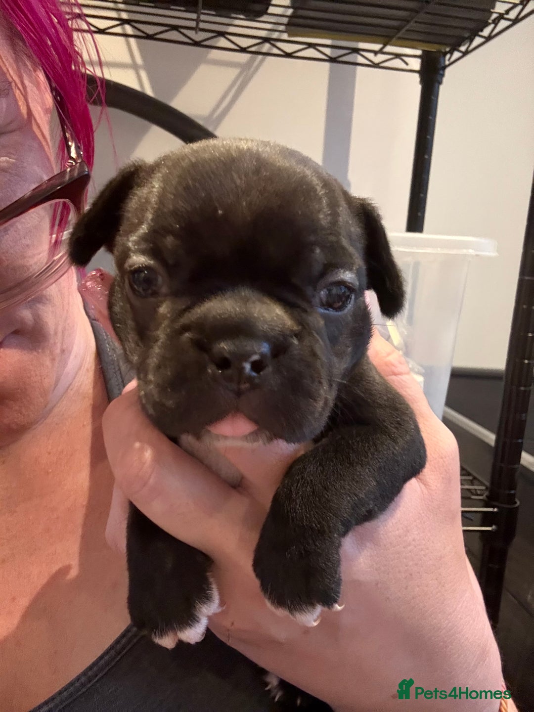 Mixed Breed dogs for sale: Frenchtons - Boston Terrier x Frenchie - Image 19