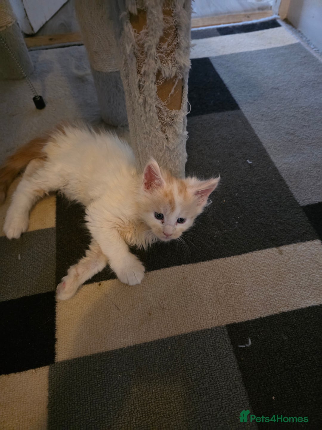 Maine Coon cats for sale: STUNNING MAINE COON KITTENS  - Image 4