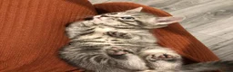 Persian cats for sale: Norwegian forest fluffy kittens  - Advert 4