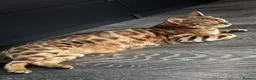 Bengal cats for sale: Beautiful Bengal - Advert 2