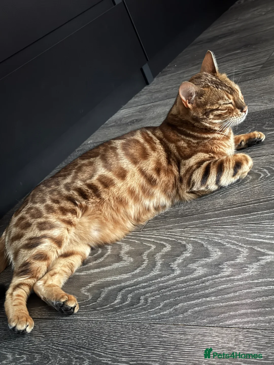 Bengal cats for sale: Beautiful Bengal - Advert 2