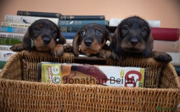 Dachshund dogs for sale: KC Standard Wire-haired Dachshund puppies - Image 6