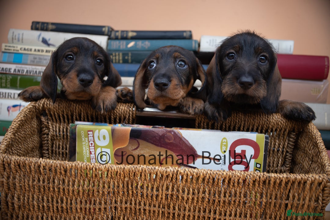 Dachshund dogs for sale: KC Standard Wire-haired Dachshund puppies - Image 6
