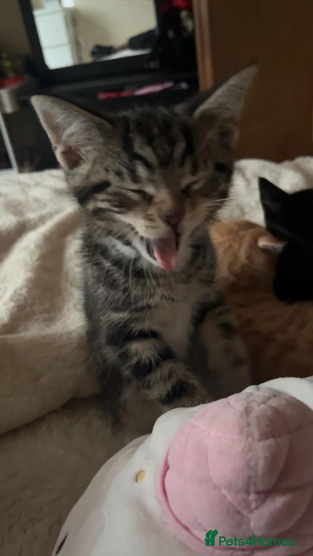 British Shorthair cats for sale: Playful kittens - Advert 10