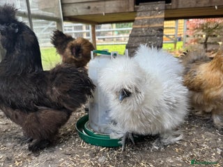 Chickens poultry - Advert 37