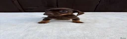 Miniature Dachshund dogs for sale: Dachshund puppies 2 boys 1 girl  - Advert 20