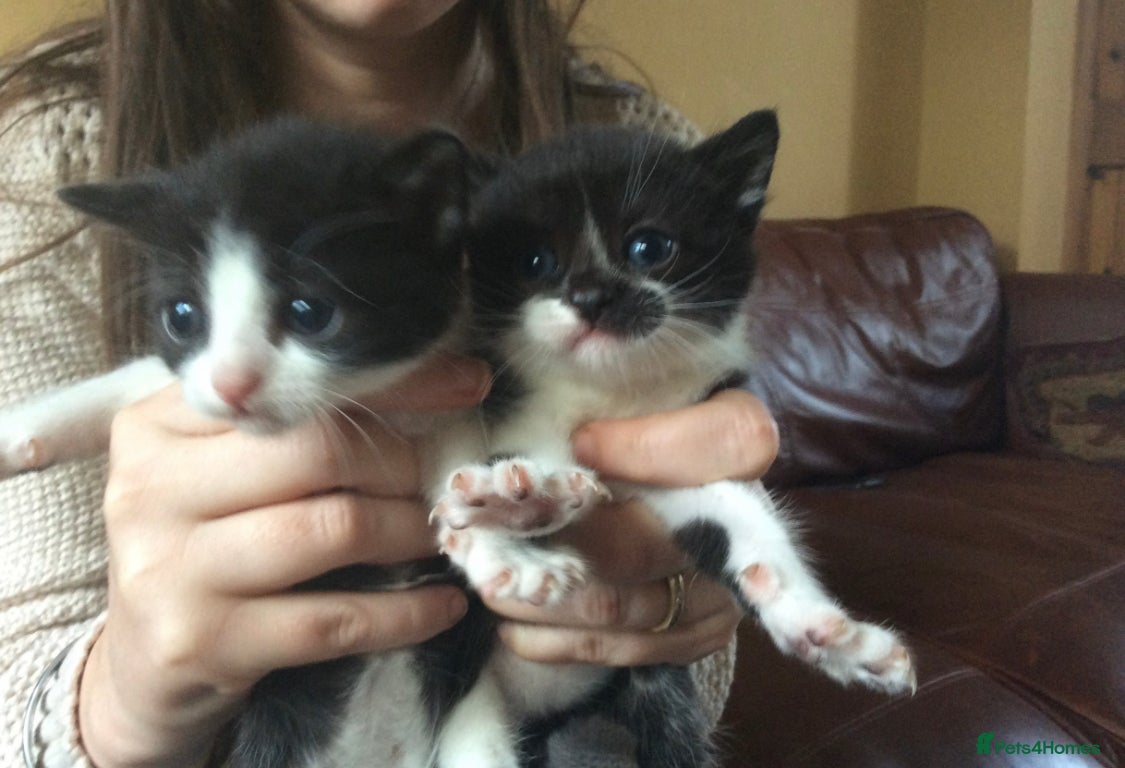 Mixed Breed cats Kittens for sale  - Advert 12