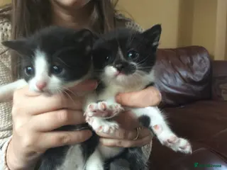 Mixed Breed cats Kittens for sale - Advert 12