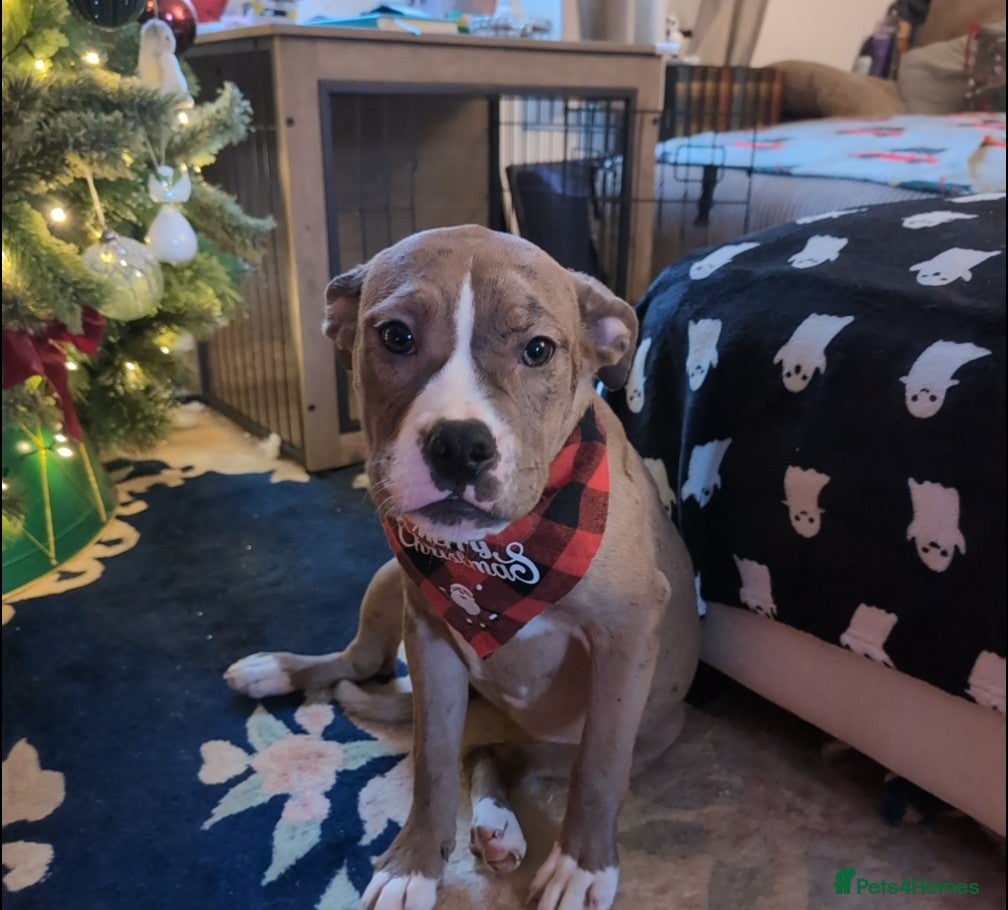 Olde English Bulldogge dogs Last Female - Advert 1