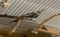 Cockatiels birds for sale: Beautiful cockatiel - selling urgently  - Image 1