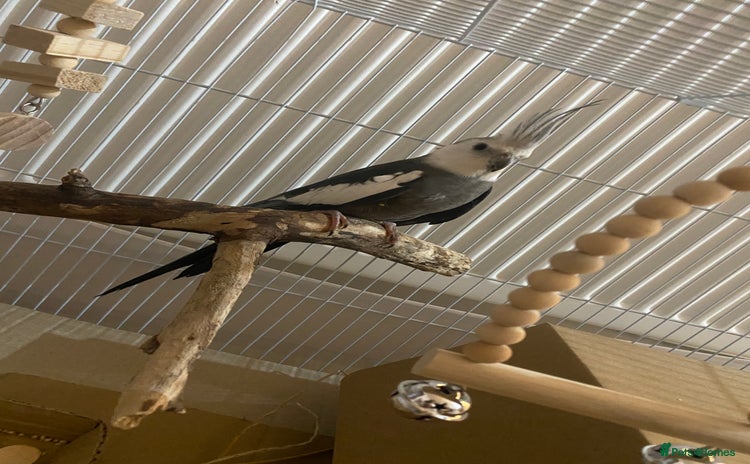 Cockatiels birds - Advert 2